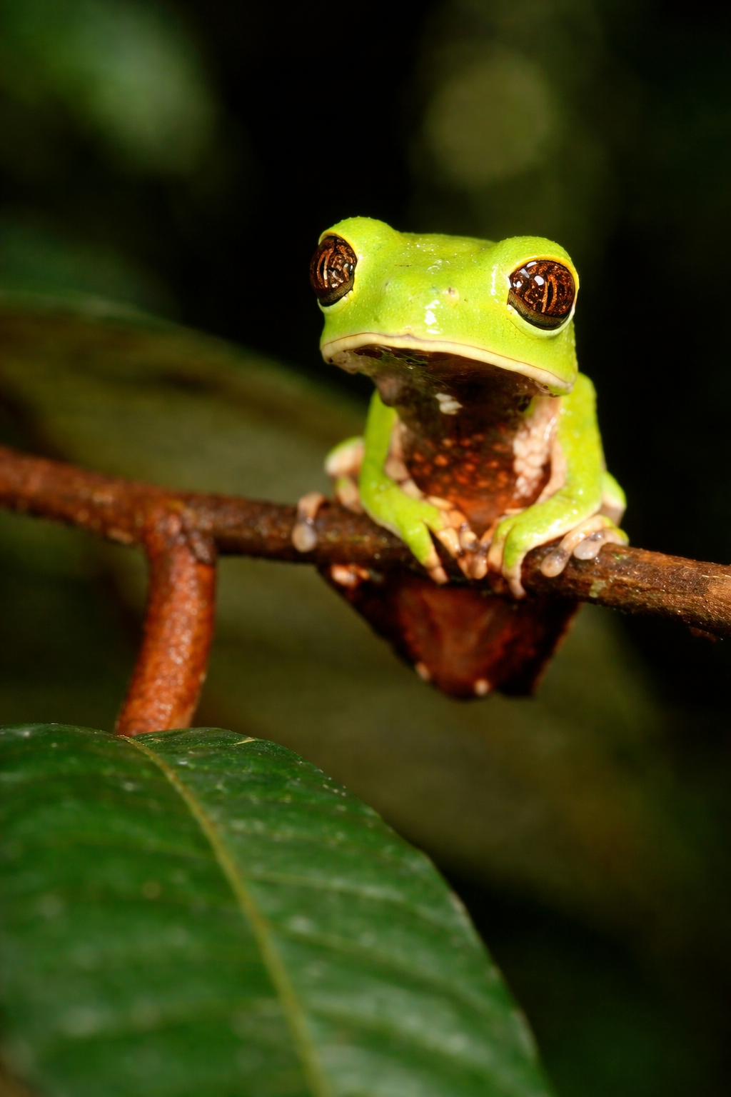 Terra Rewilding landscape